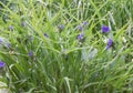 Dayflower Tradescantia andersoniana Concord Grape, purple flowers